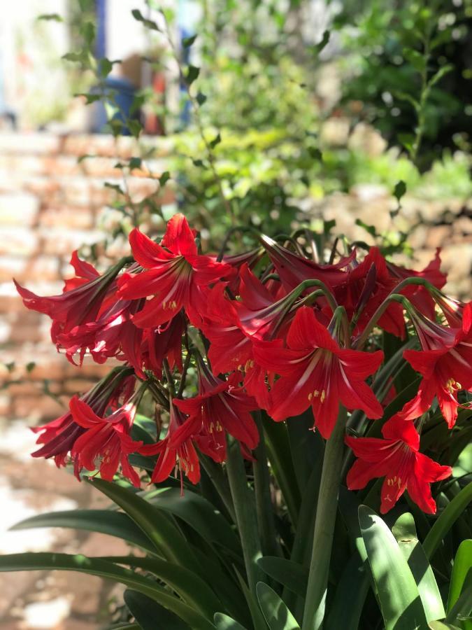 - Spacious Garden And Balcony 5 Min To & Center Apartamento *
